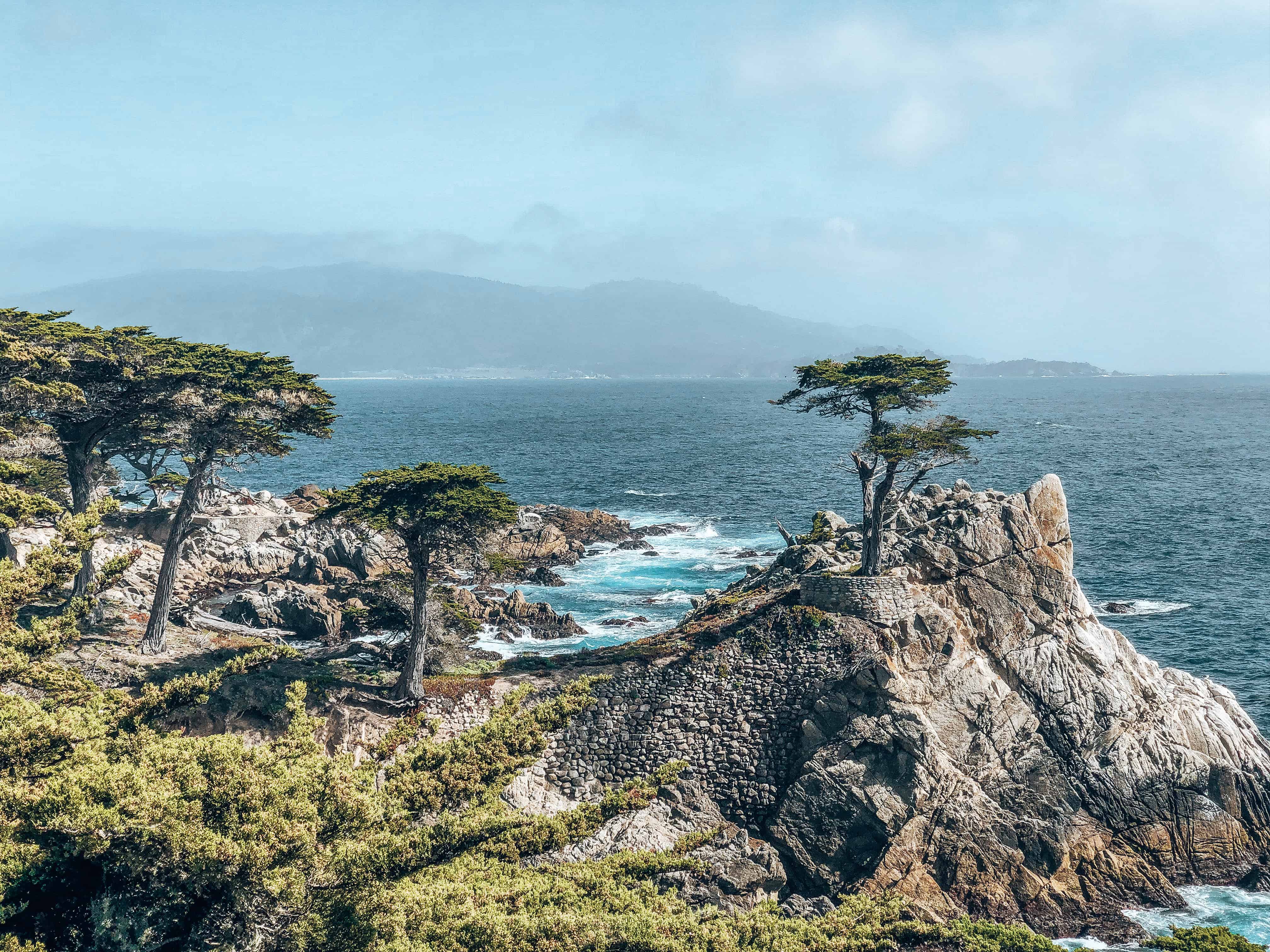 Lone Cypress